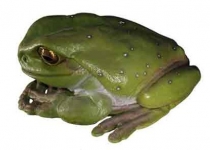 Frog Jumbo